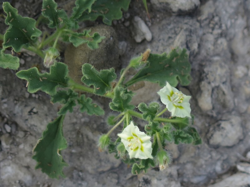 Toothed Five Eyes photo 5