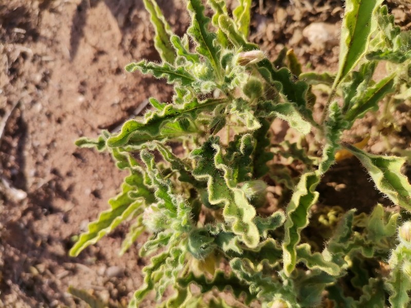 Toothed Five Eyes photo 6