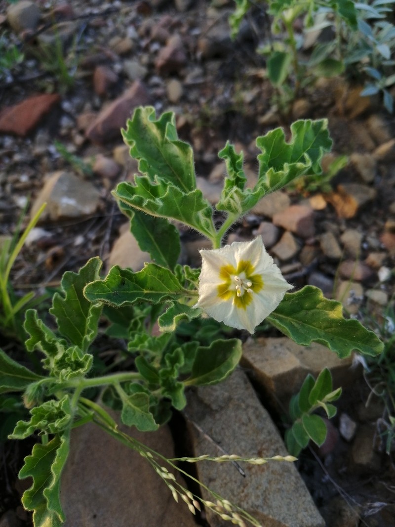 Toothed Five Eyes photo 7