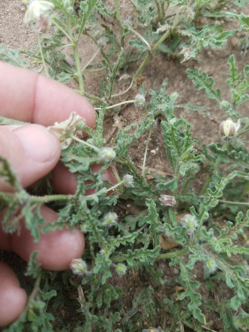Chamaesaracha darcyi photo 2