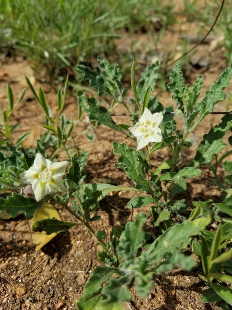 Chamaesaracha darcyi photo 3
