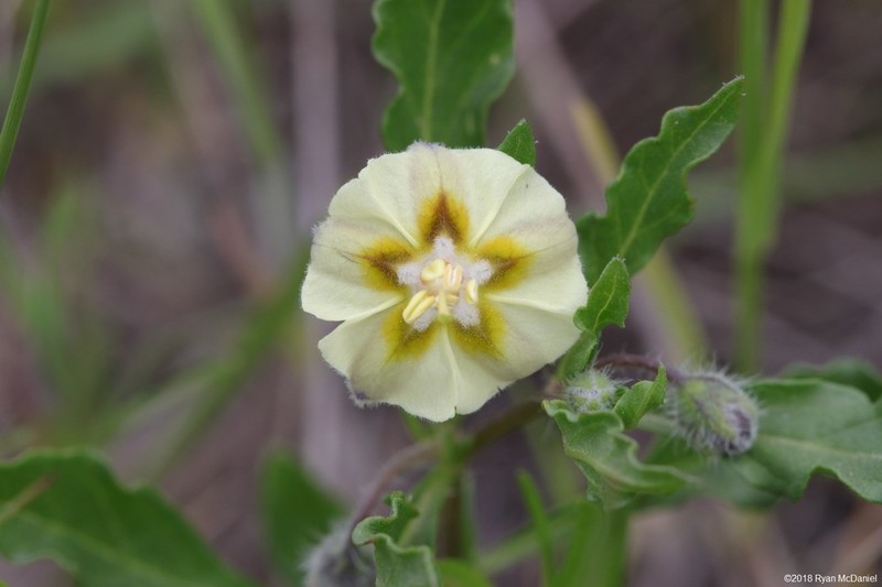 Edwards Plateau Five Eyes