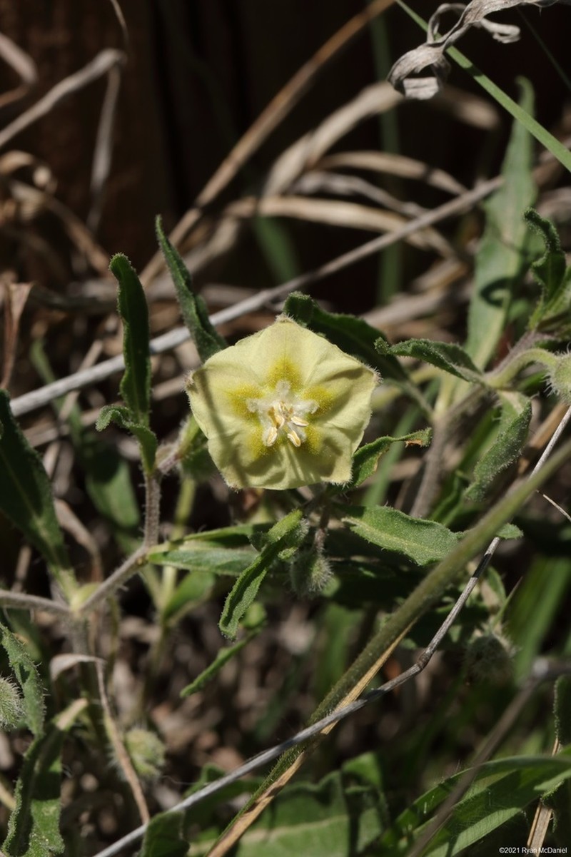 Edwards Plateau Five Eyes photo 2