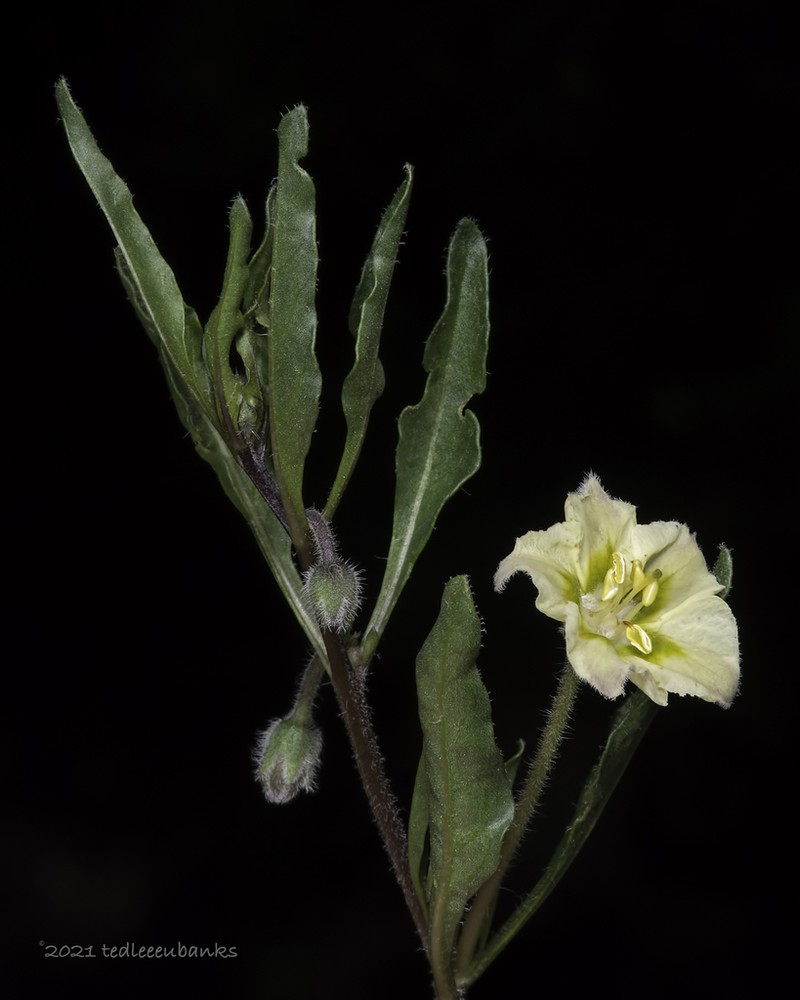 Edwards Plateau Five Eyes photo 3