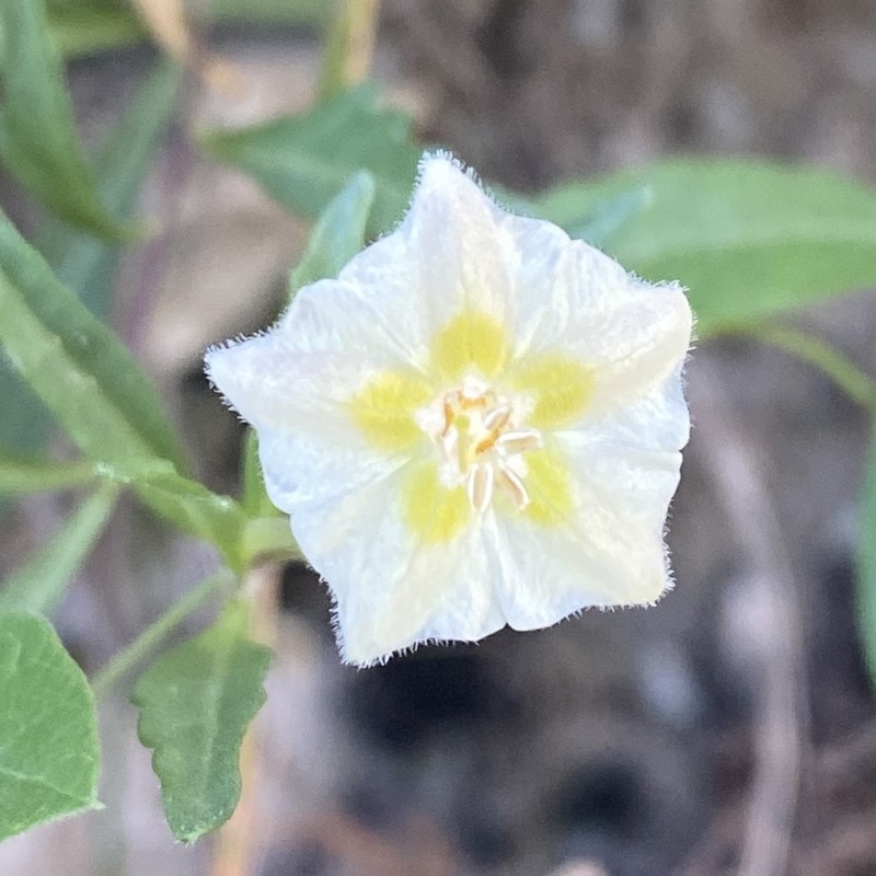 Edwards Plateau Five Eyes photo 4