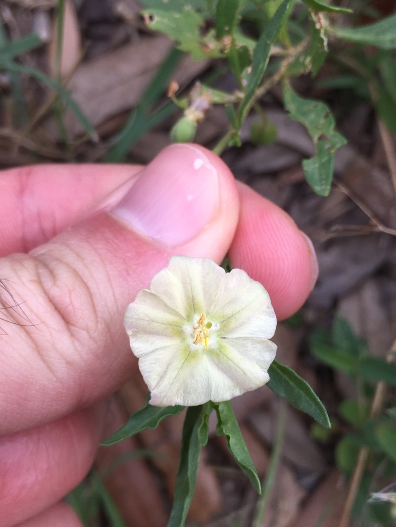 Edwards Plateau Five Eyes photo 5