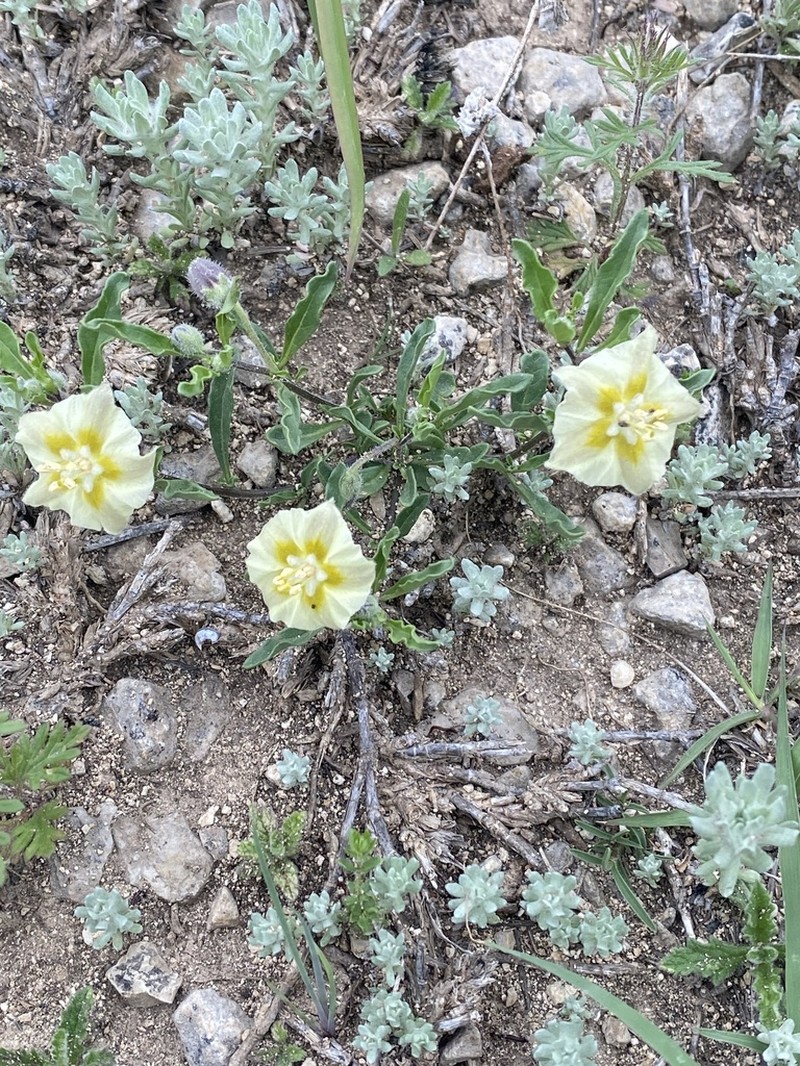 Edwards Plateau Five Eyes photo 6