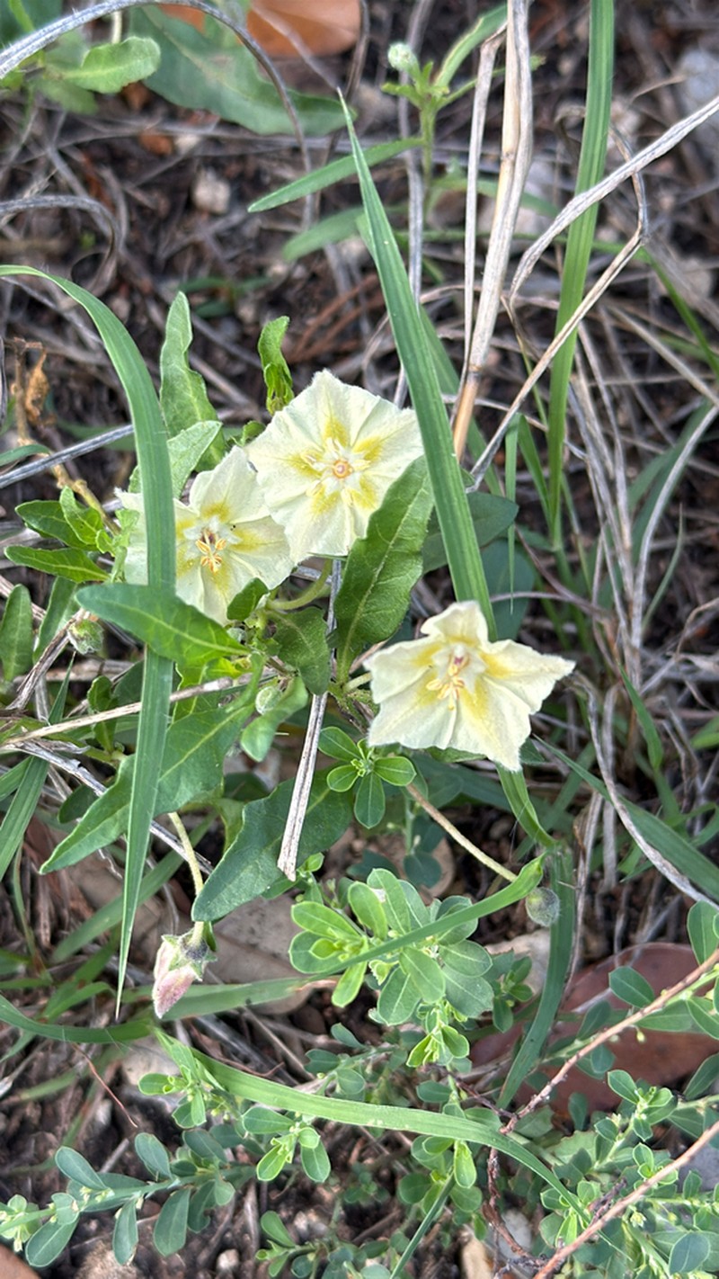 Edwards Plateau Five Eyes photo 7