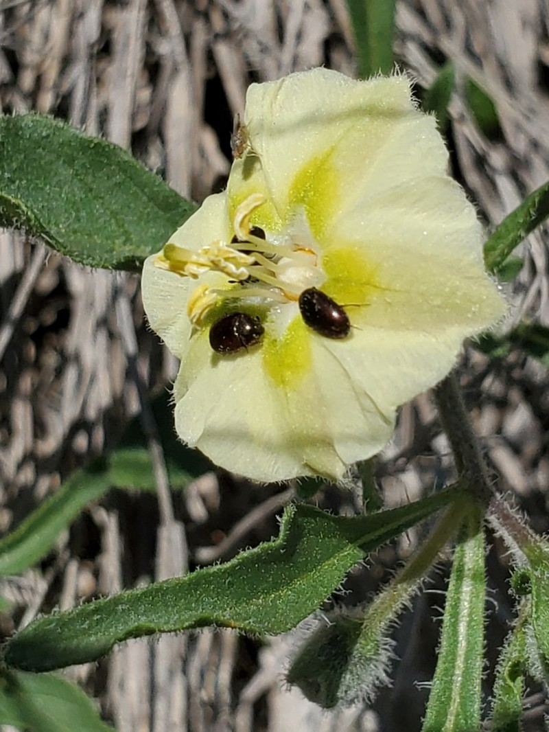 Edwards Plateau Five Eyes photo 8