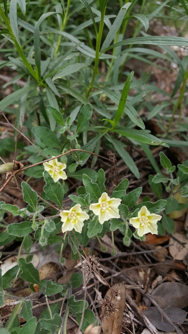 Pale Five Eyes photo 6