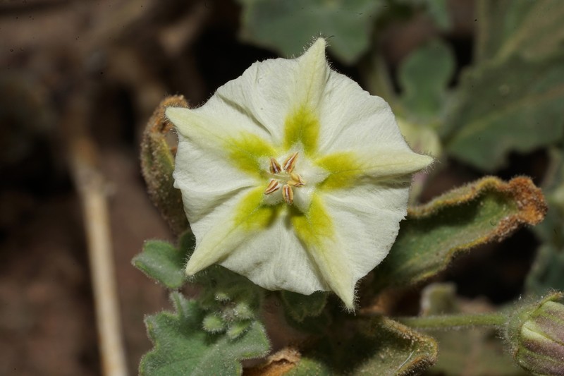 Pale Five Eyes photo 7