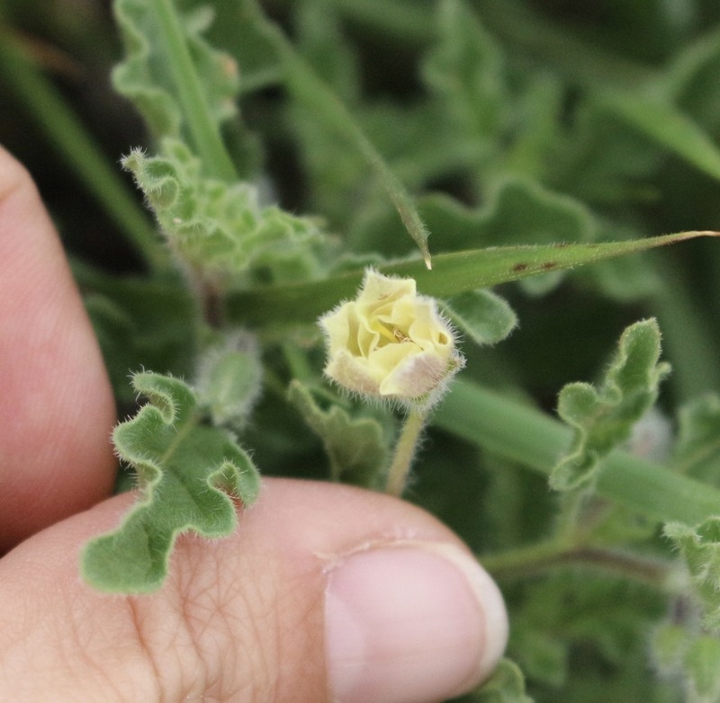 Hairy Five Eyes photo 2