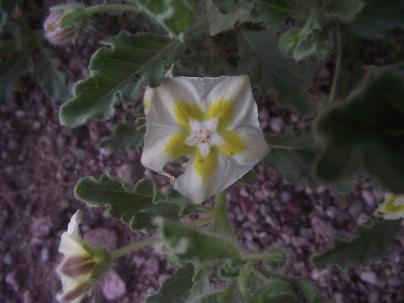 Trans-Pecos Five Eyes photo 2