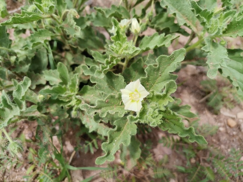 Trans-Pecos Five Eyes photo 3