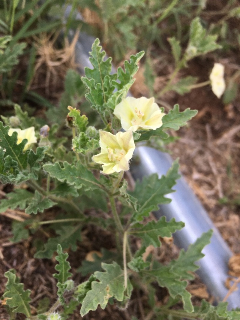 Trans-Pecos Five Eyes photo 4