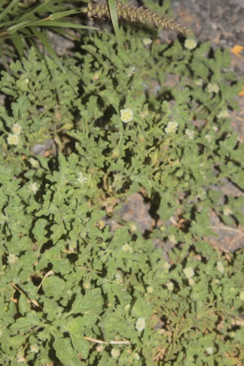 Trans-Pecos Five Eyes photo 5