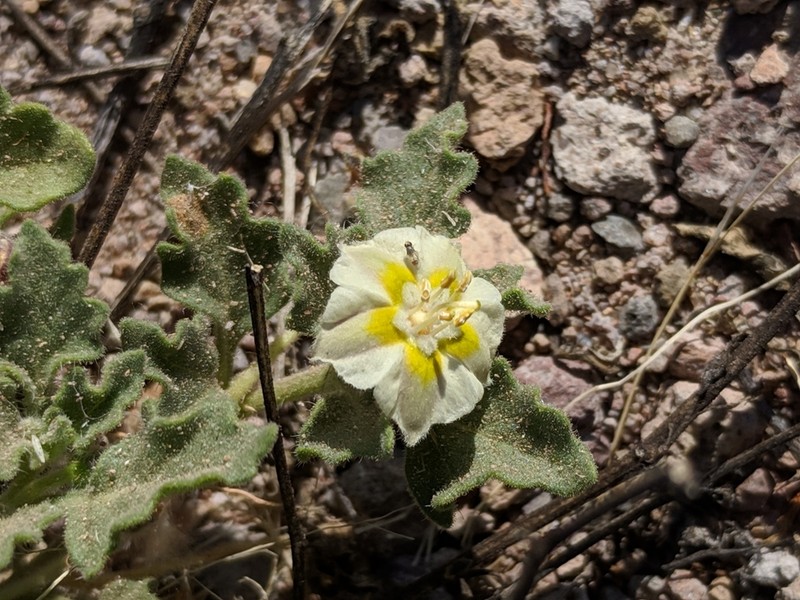 Trans-Pecos Five Eyes photo 6