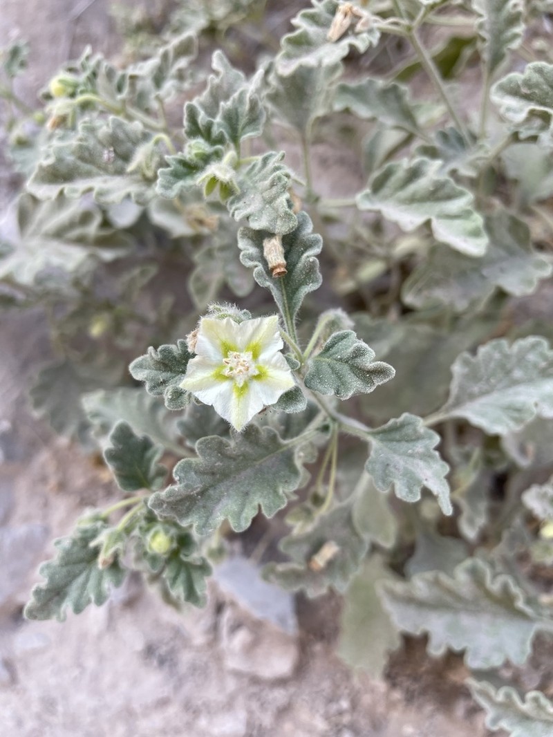 Trans-Pecos Five Eyes photo 7