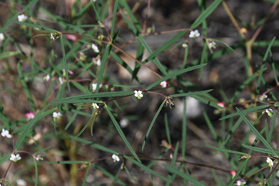 Chiricahua Mountain Sandmat