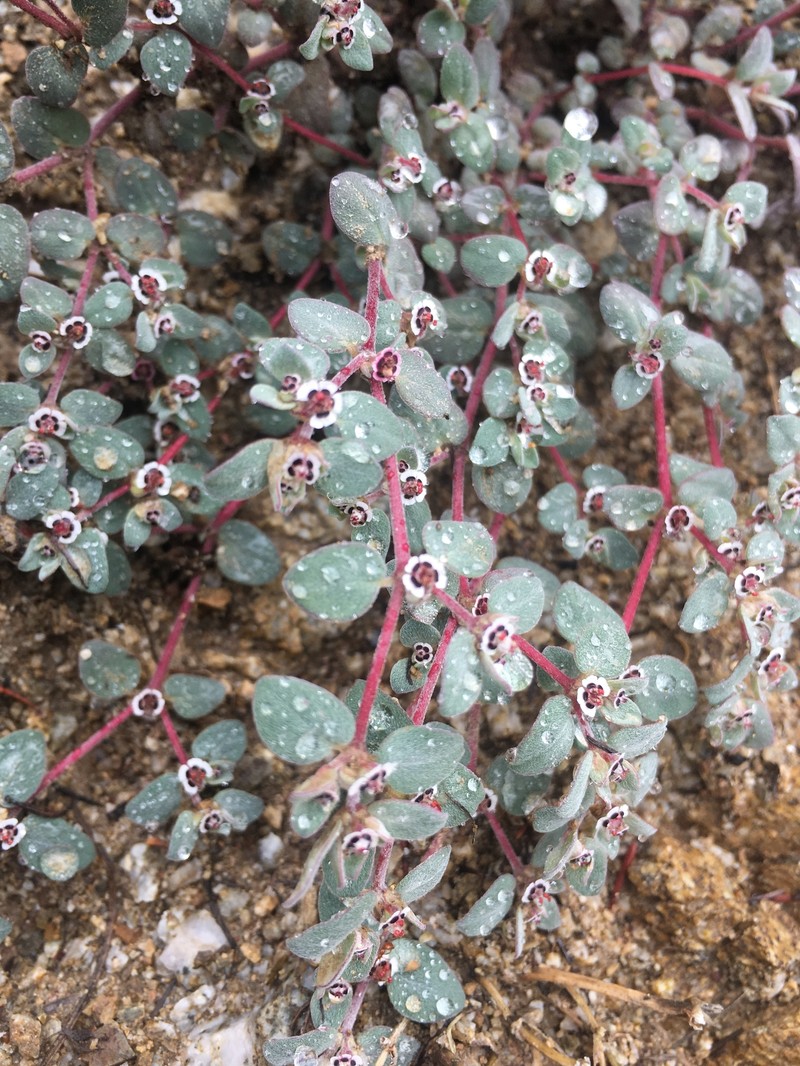 Red-Gland Spurge