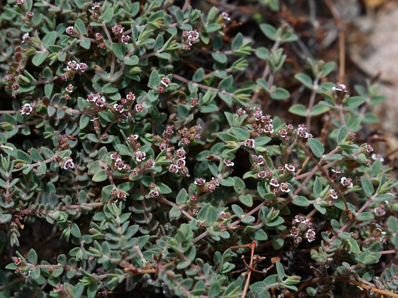 Carrizo Mountain Sandmat