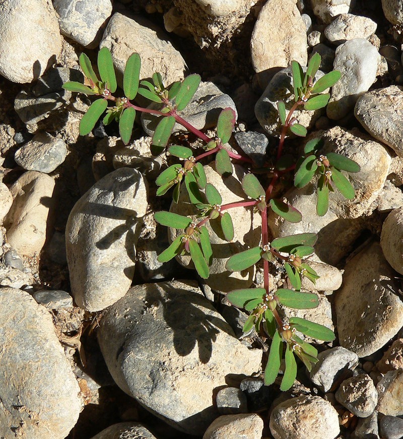 Thymeleaf Sandmat