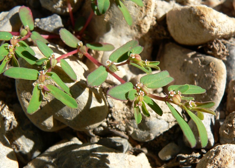 Thymeleaf Sandmat photo 3