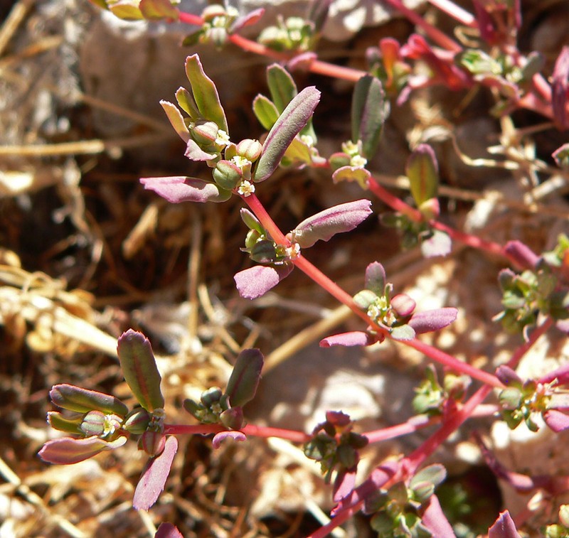 Thymeleaf Sandmat photo 4