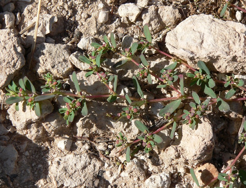 Thymeleaf Sandmat photo 5