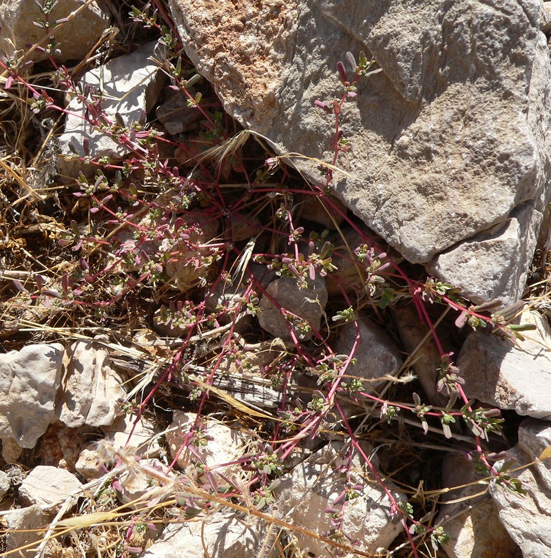 Thymeleaf Sandmat photo 6