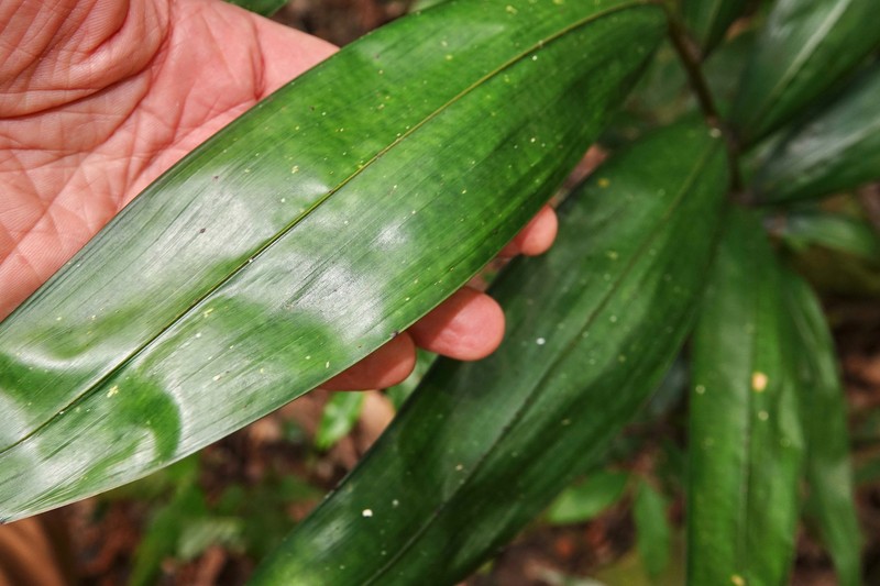 Chambeyronia macrocarpa var. macrocarpa