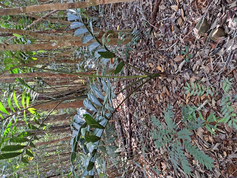 Chambeyronia macrocarpa var. macrocarpa photo 3