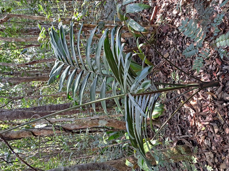 Chambeyronia macrocarpa var. macrocarpa photo 4