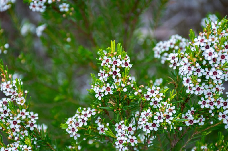 Chamelaucium floriferum