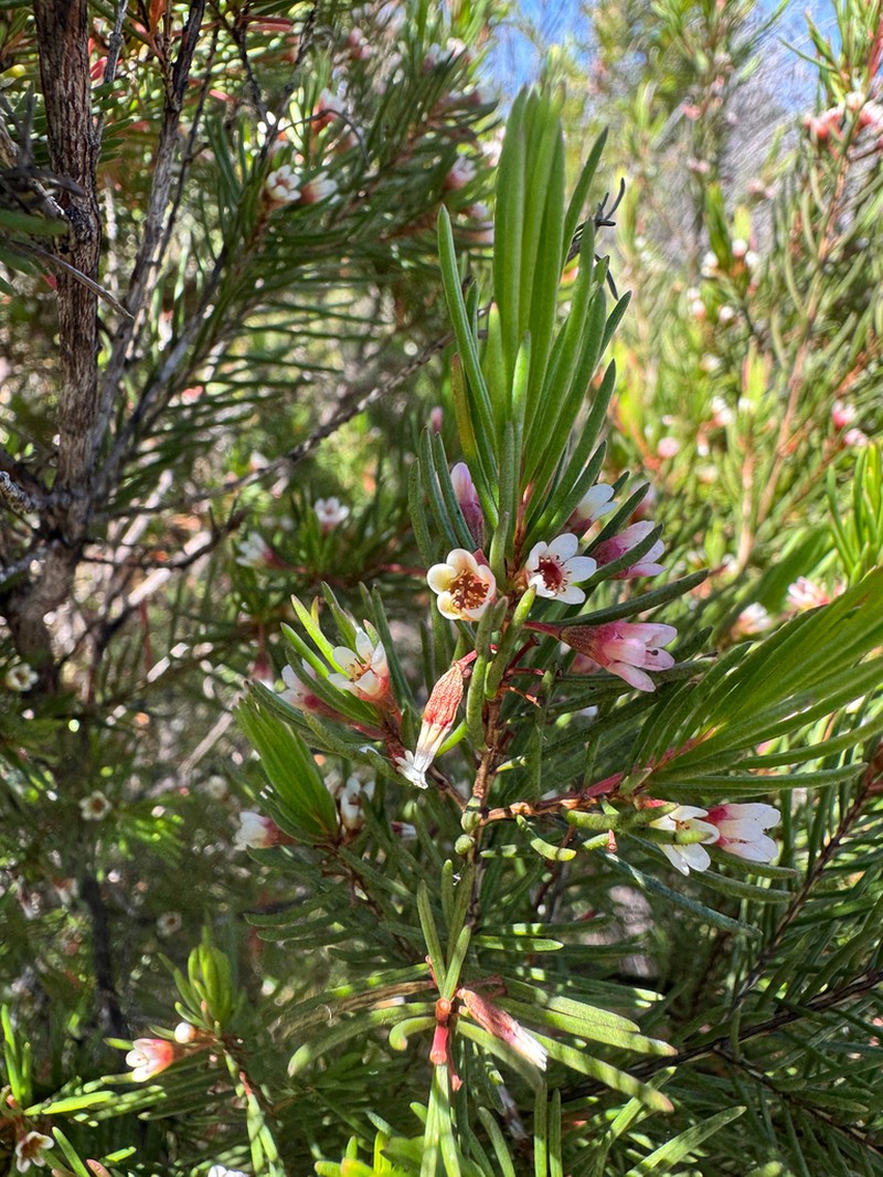 Chamelaucium floriferum photo 2