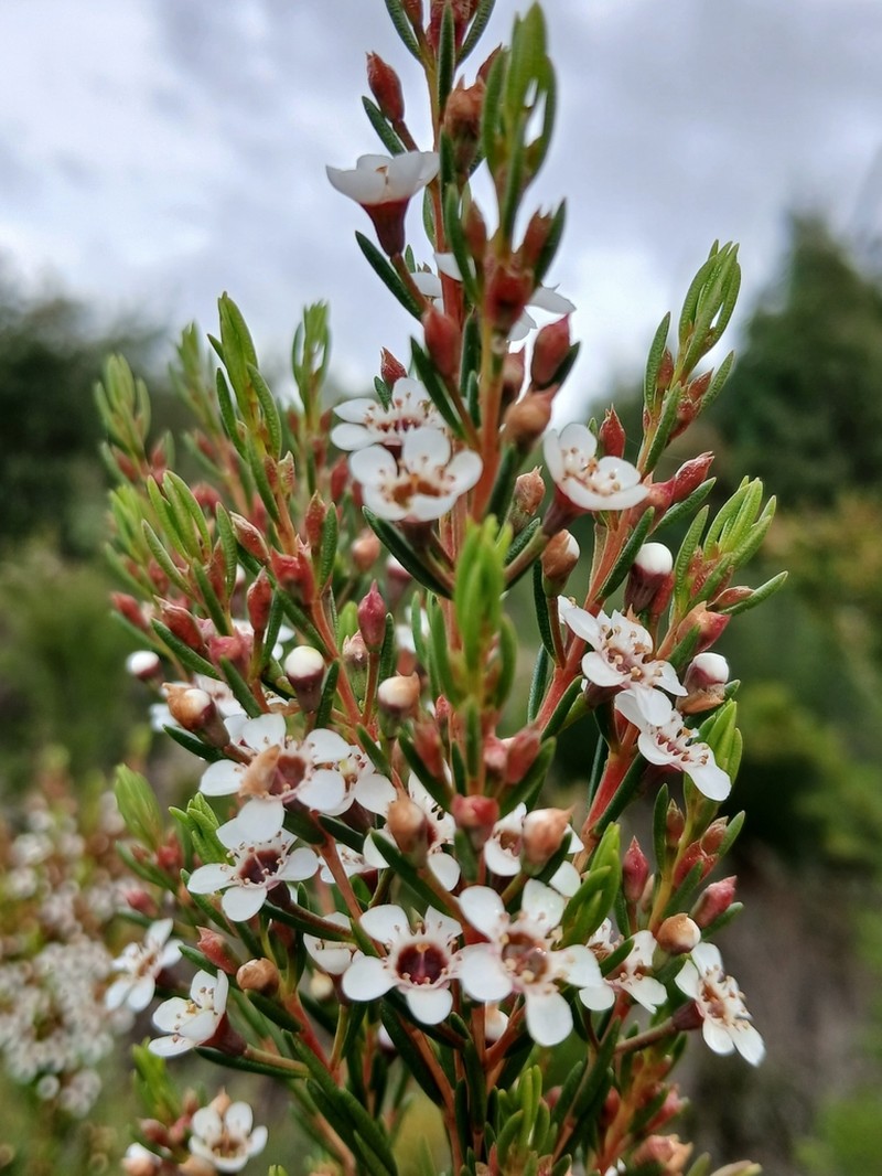 Chamelaucium floriferum photo 3