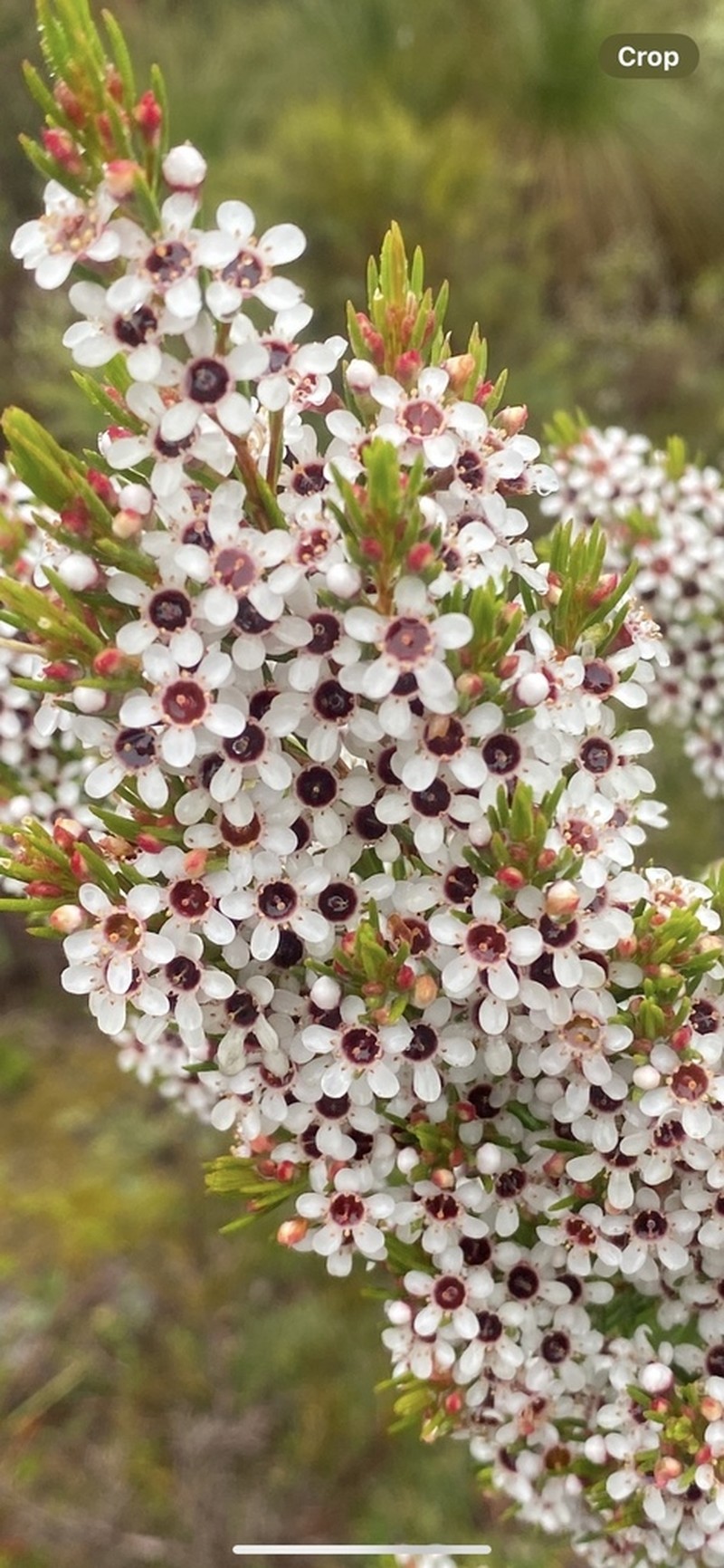 Chamelaucium floriferum photo 4