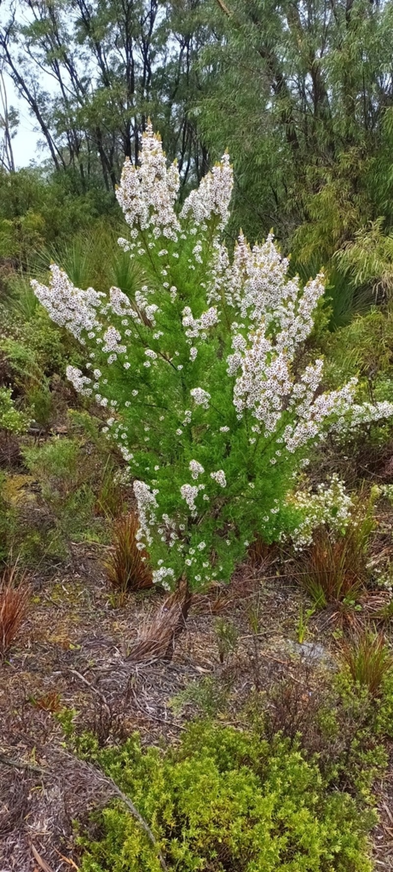 Chamelaucium floriferum photo 5