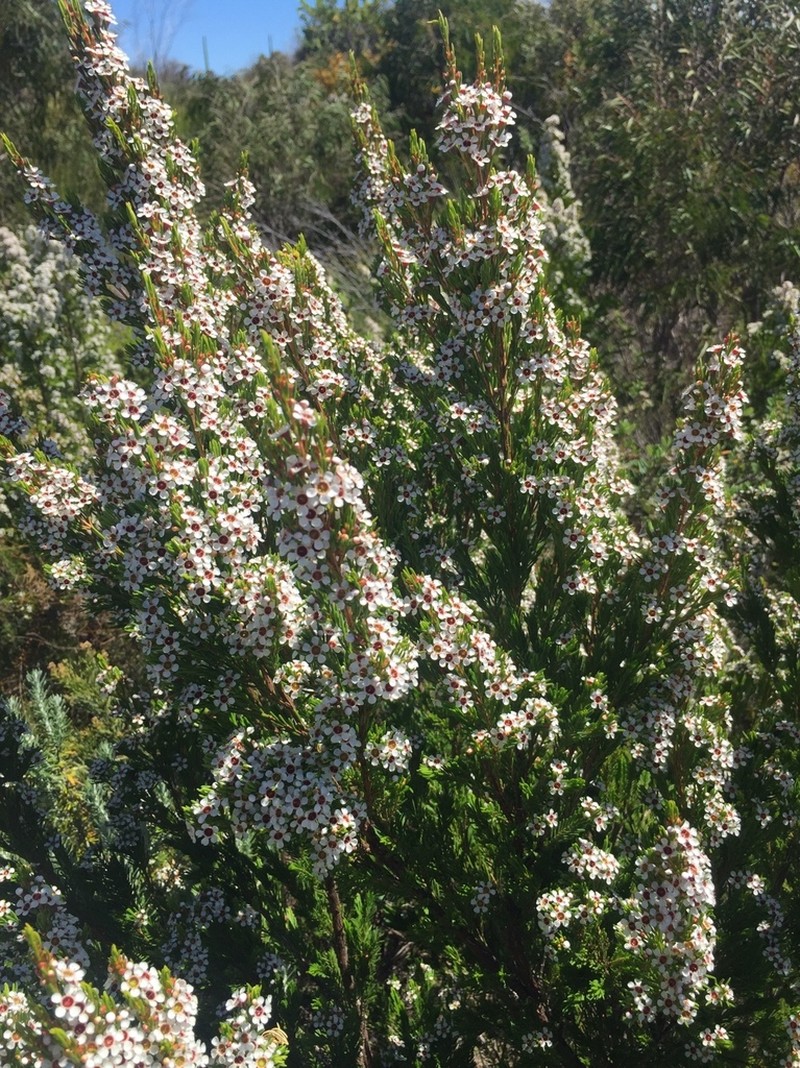 Chamelaucium floriferum photo 6