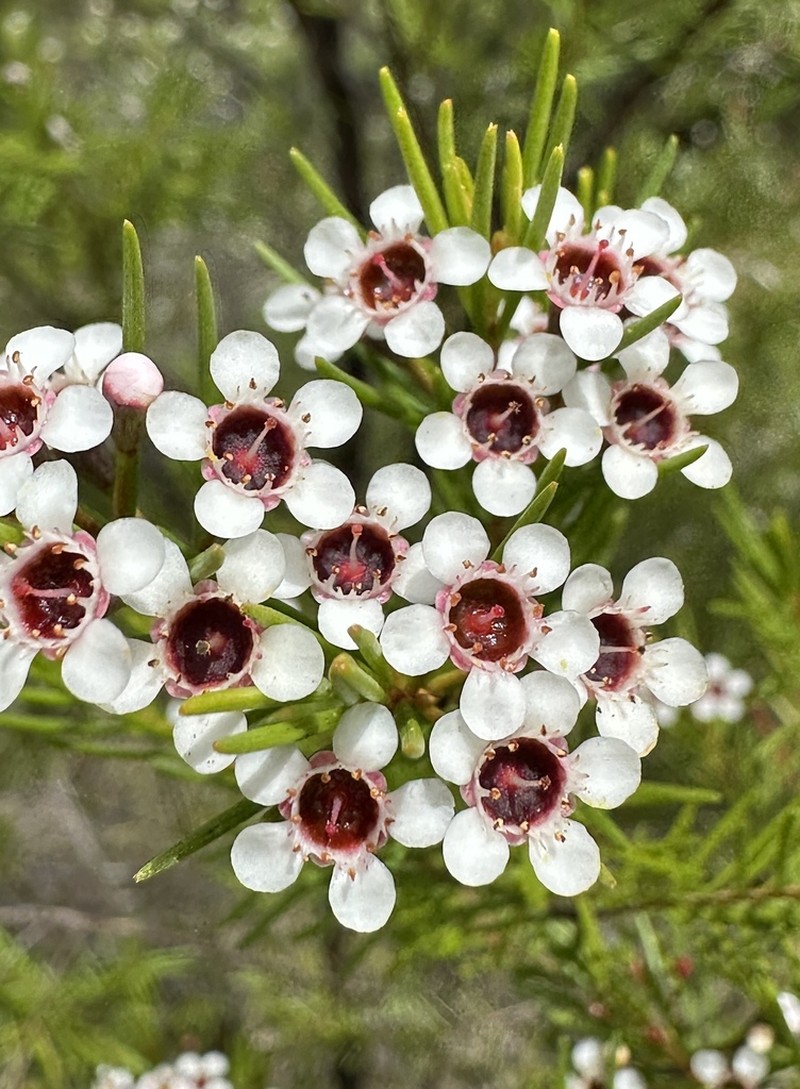 Chamelaucium floriferum photo 8