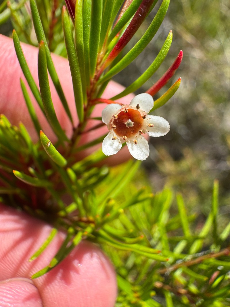 Chamelaucium floriferum subsp. diffusum