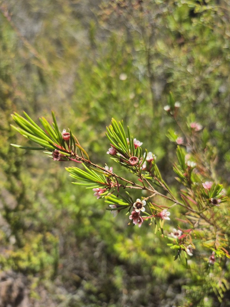 Chamelaucium floriferum subsp. diffusum photo 2