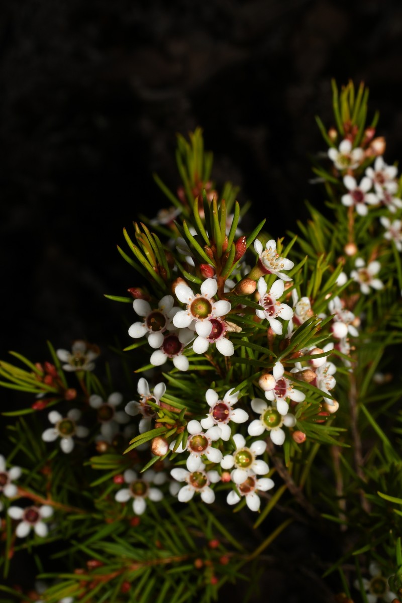 Chamelaucium floriferum subsp. diffusum photo 3