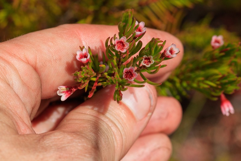 Chamelaucium floriferum subsp. diffusum photo 4