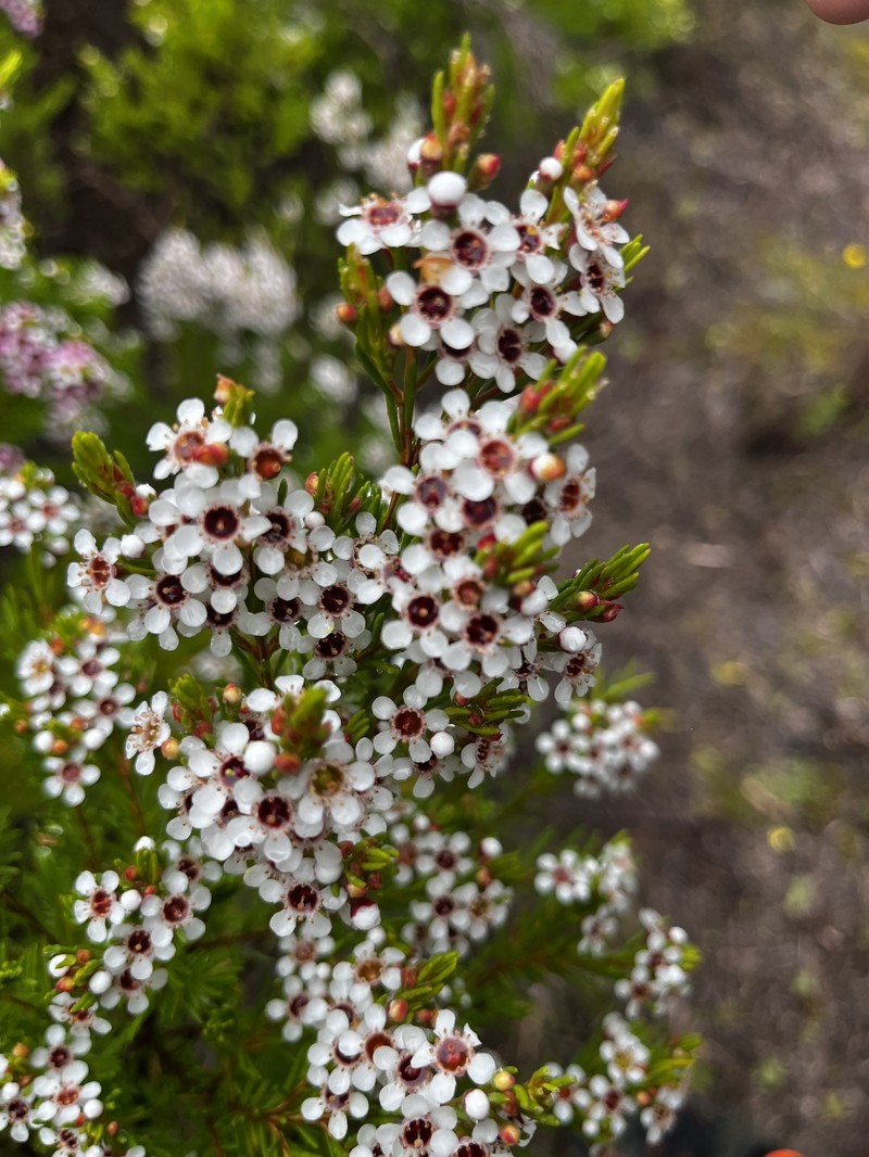 Chamelaucium floriferum subsp. floriferum