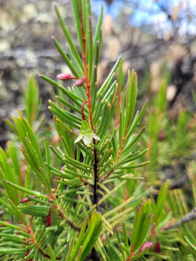 Chamelaucium forrestii
