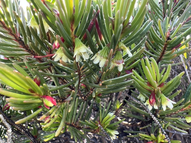 Chamelaucium forrestii photo 2