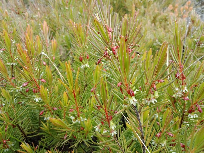 Chamelaucium forrestii photo 3