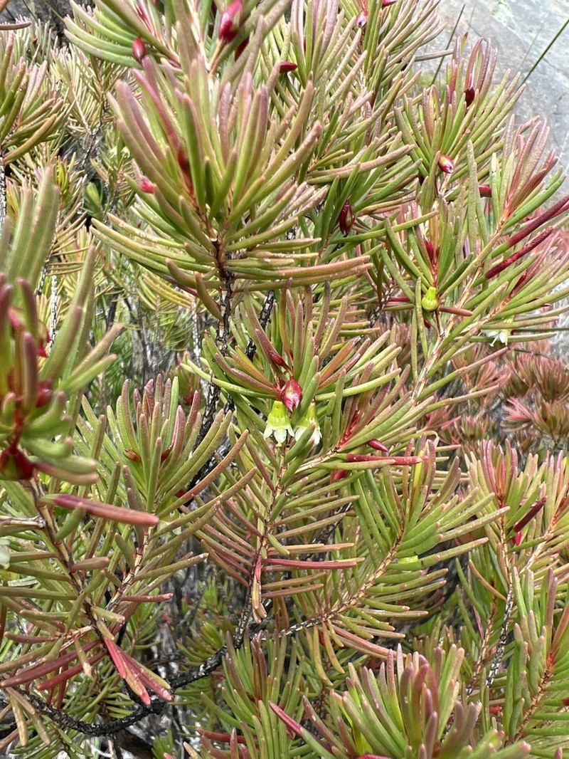 Chamelaucium forrestii photo 4