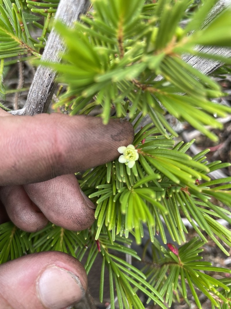Chamelaucium forrestii photo 6